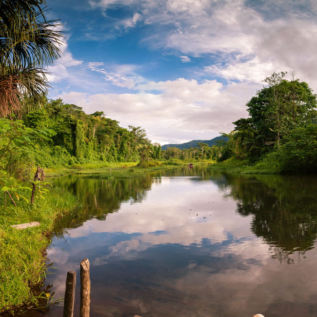 Ruhiger Fluss umgeben von Wald