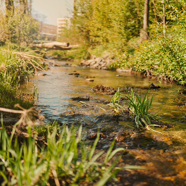 Bachlauf im Wald